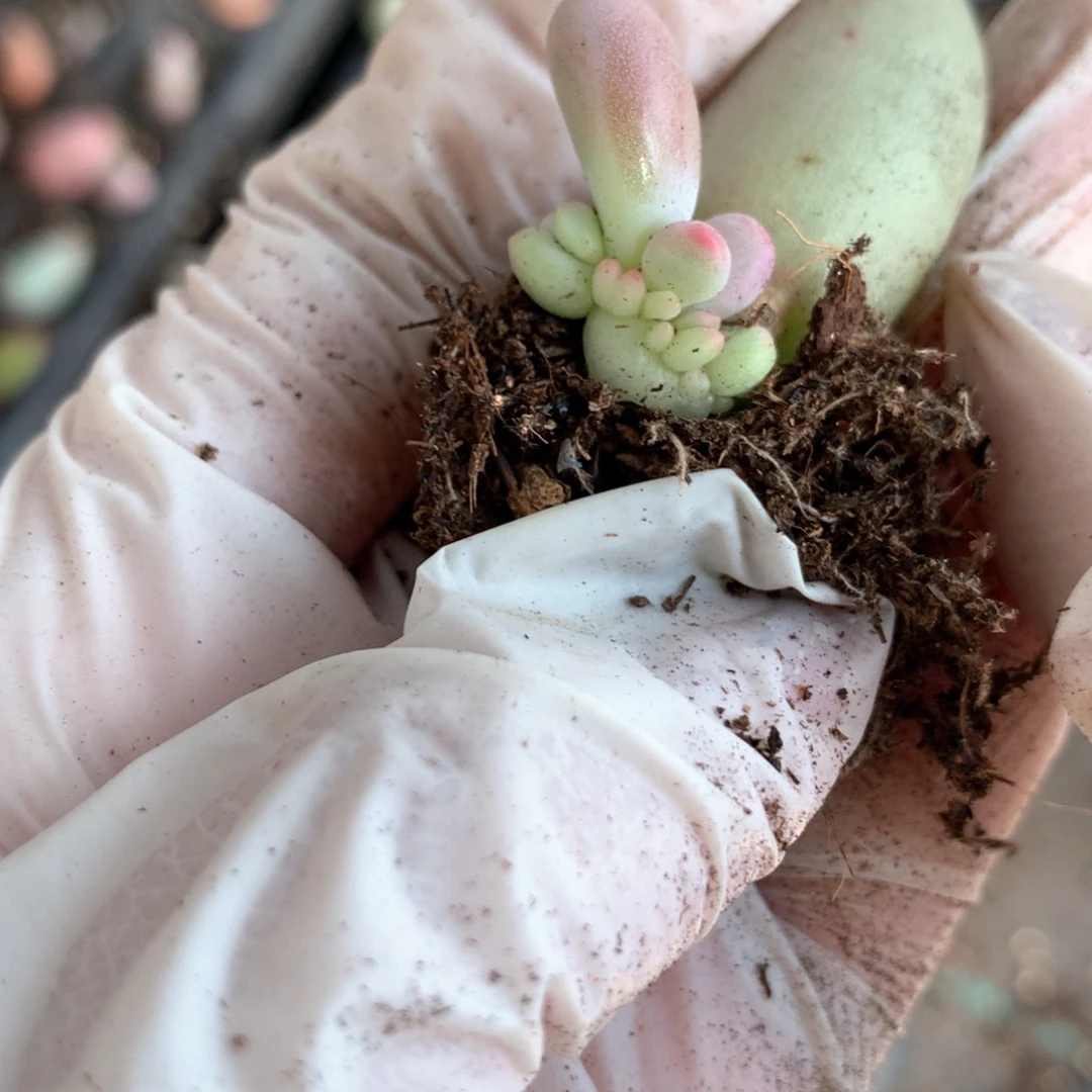 洛*米可奶酪多肉米可