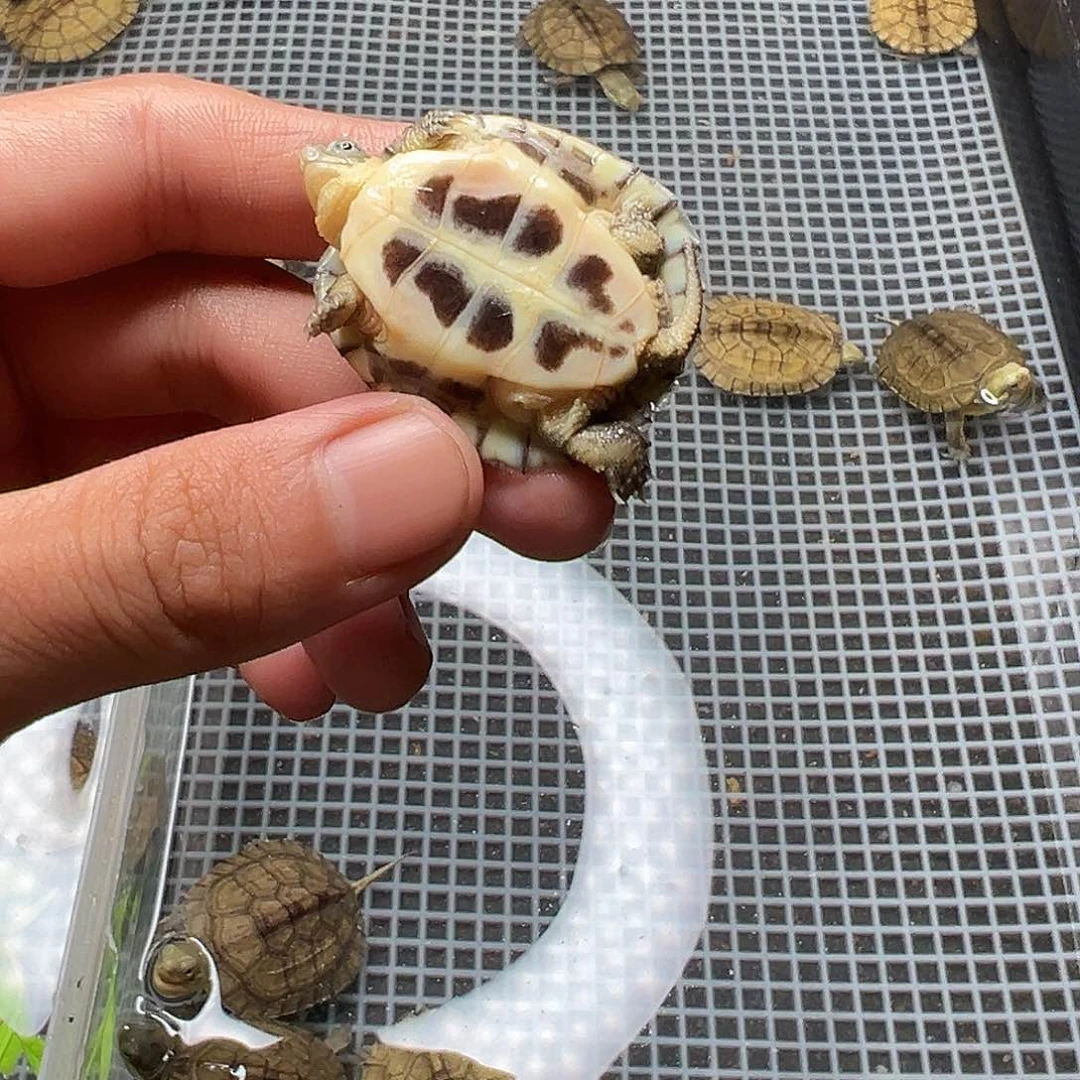 母绿毛龟缘***.3号 12