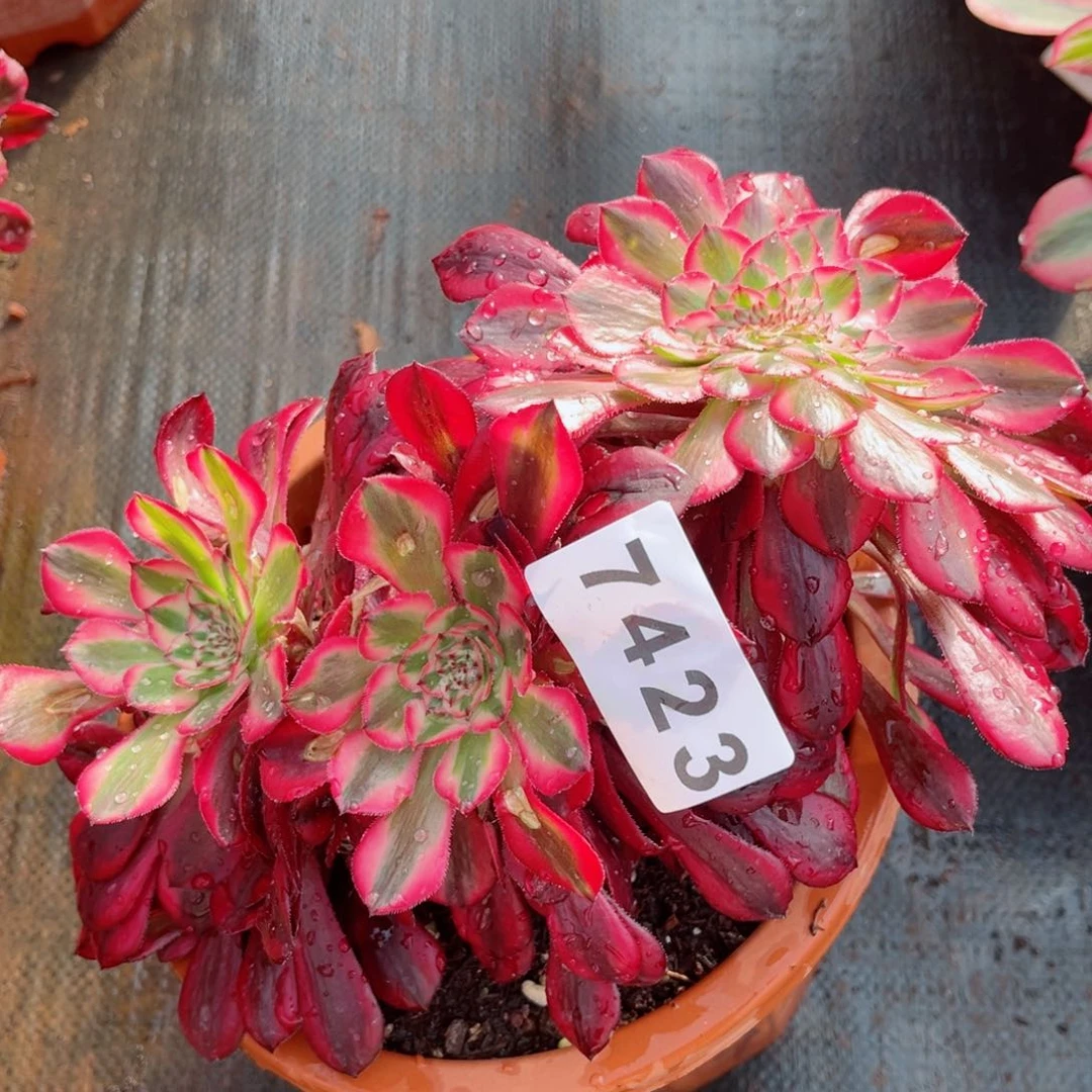 红铜白缀化多肉发货发货