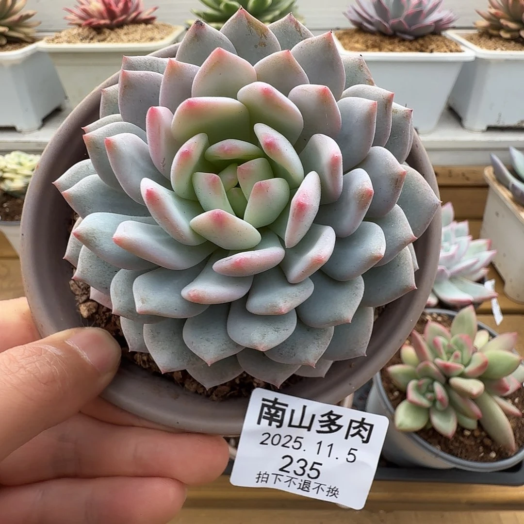 星星橙111111105-235