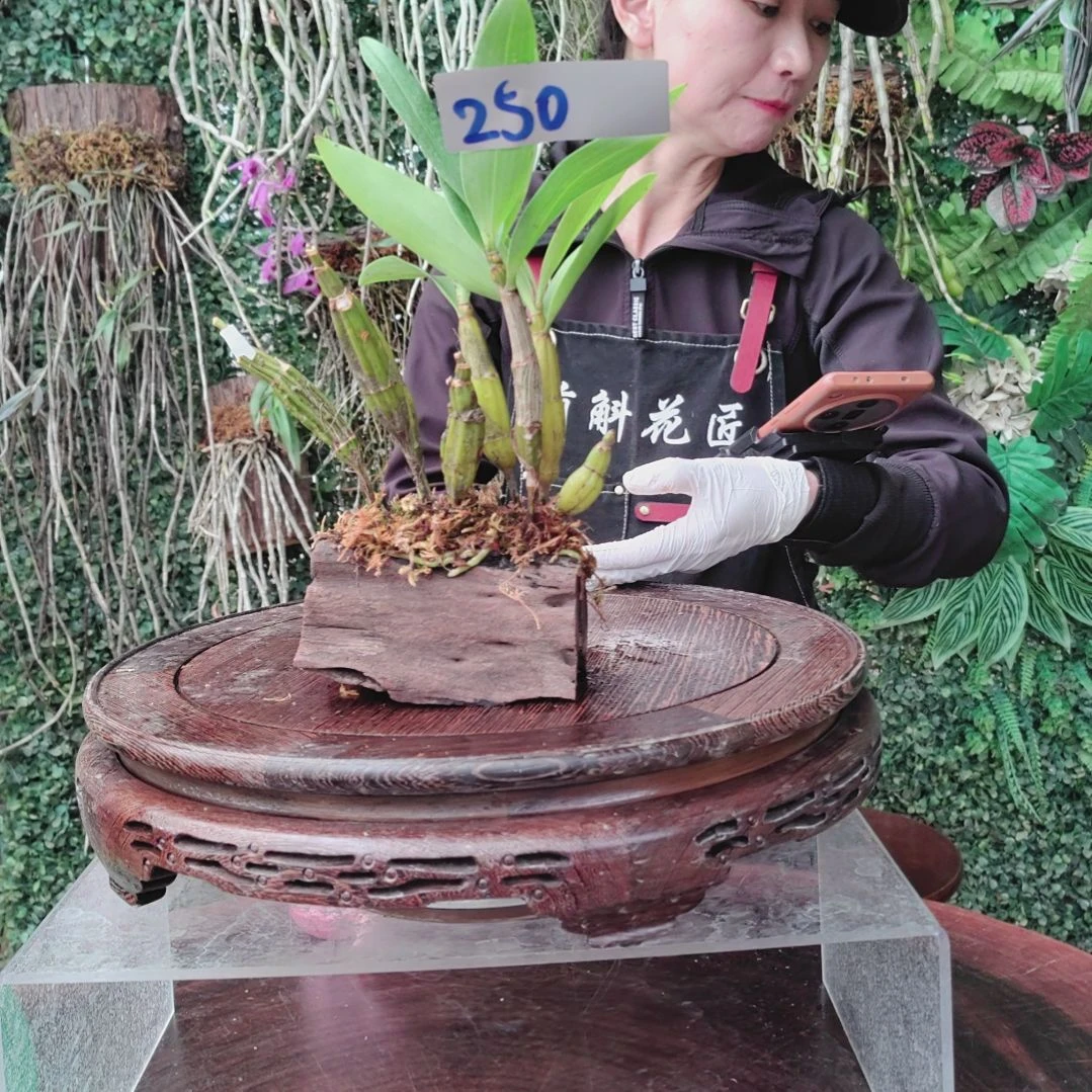 清*．250球花花卉植物微景观