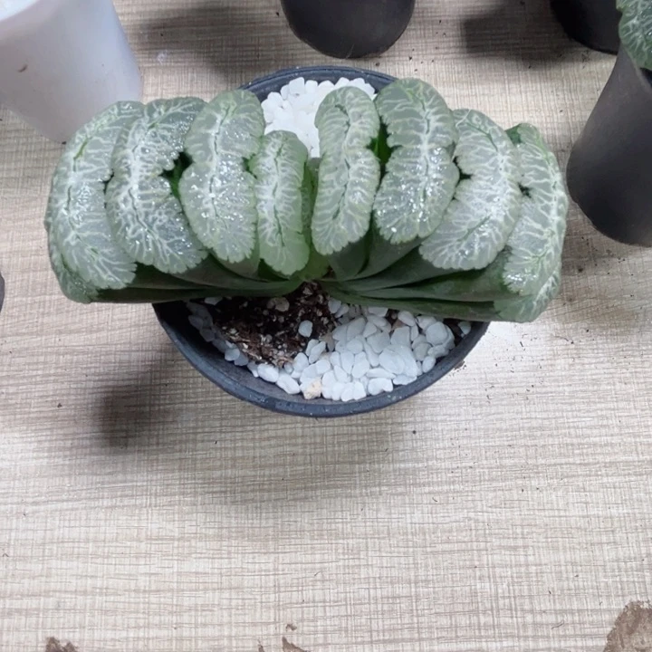 虞姬玉扇多肉植物