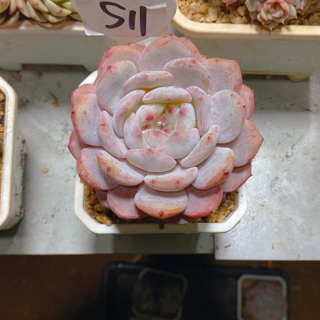 爱****p雪天使梦露单头多肉植物