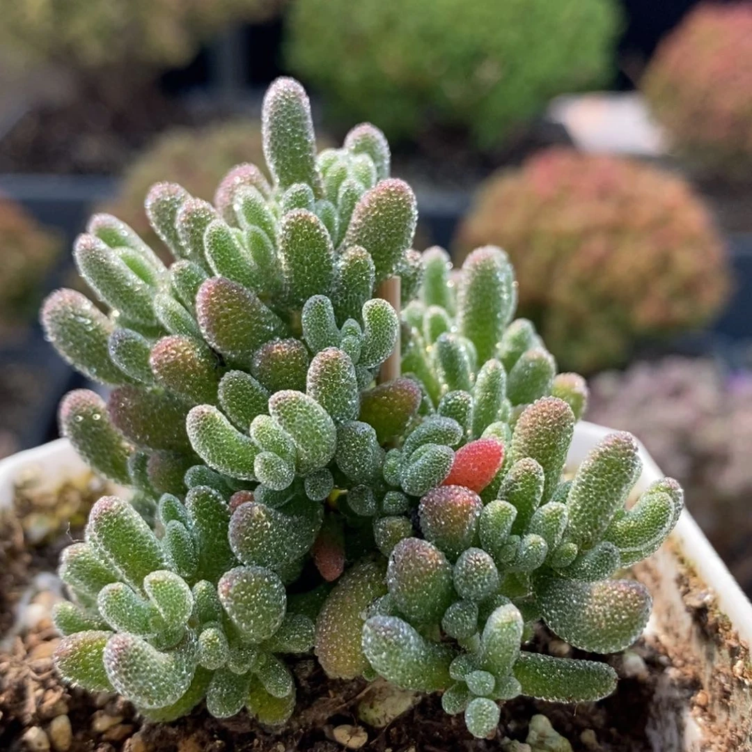 优选冰晶5978枝干番杏