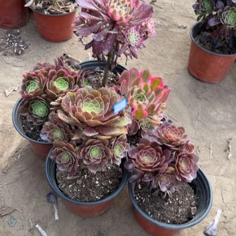 582多肉植物组合