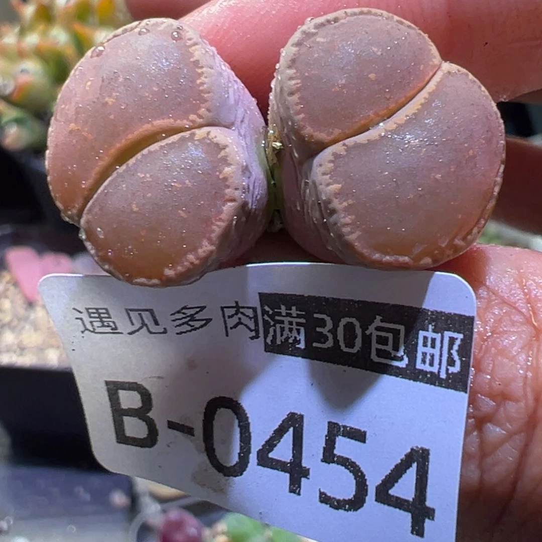 多肉植物111111111111111