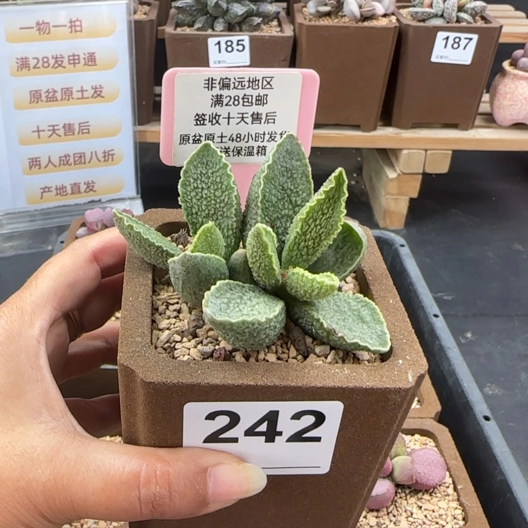 ****巫242绿皮多肉的植物