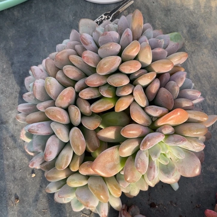 【闪购商品】香水洛神