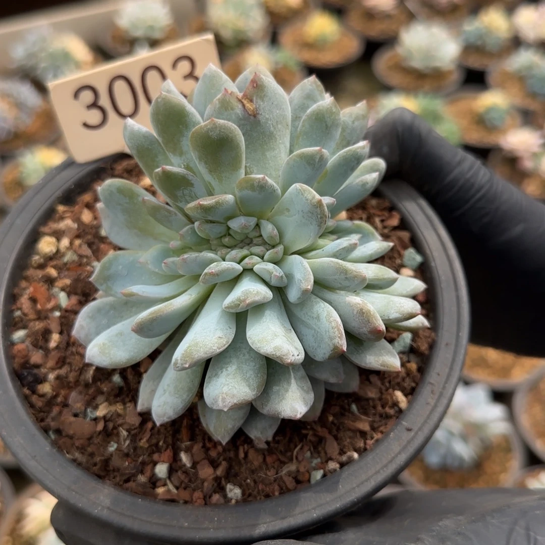 星***辰3003。   梦露锦。