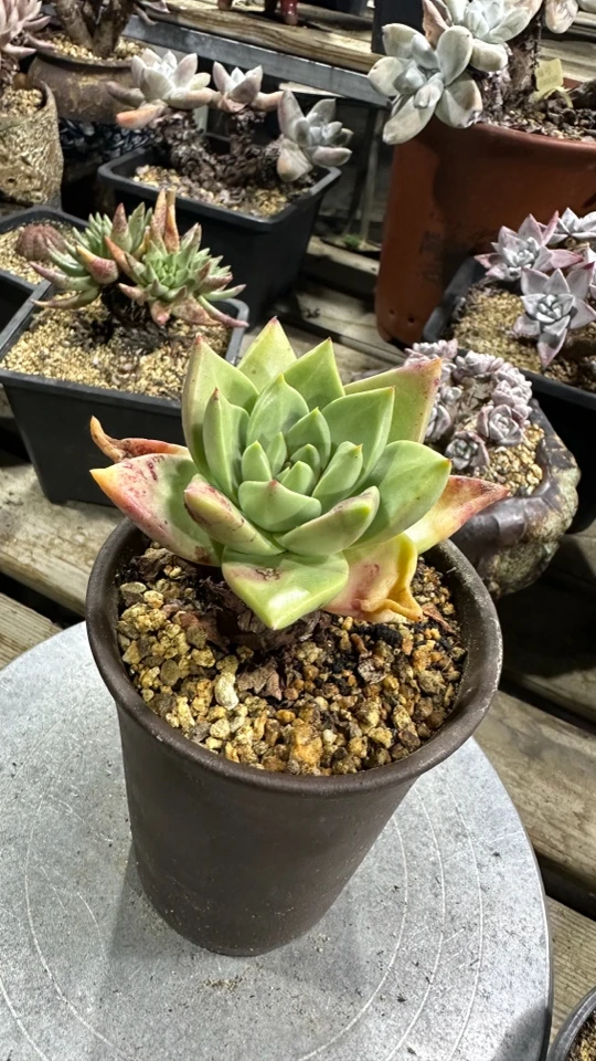 野生库尔卓塔仙女杯