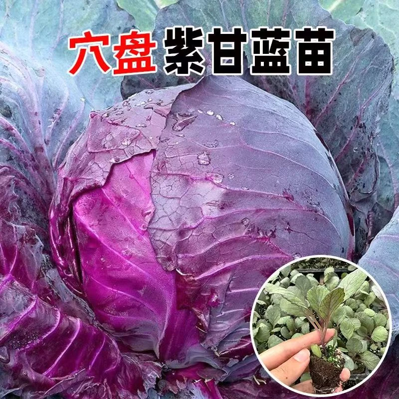 秋冬紫甘蓝种苗秧秋季阳台种菜沙拉包菜四季蔬菜苗种苗四季种植苗