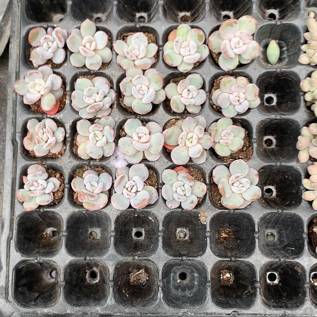 多肉植物一物一拍