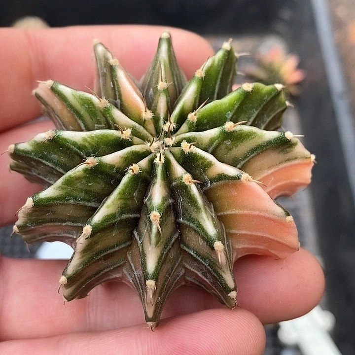 孤品实生泰系肋骨散斑锦80号