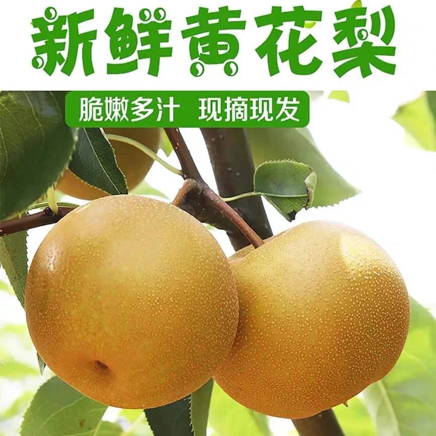 正宗金溪蜜梨江西黄花梨绿皮秋月梨酥脆甜新鲜水果整箱大果