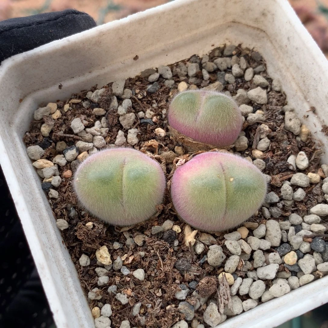 a515毛翠滴母本一颗