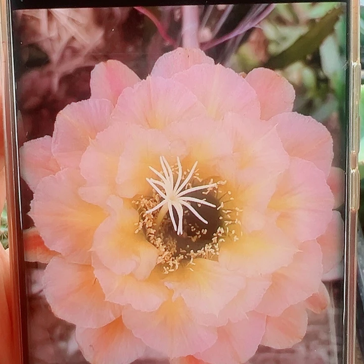 毛花柱61侧芽拍一发二