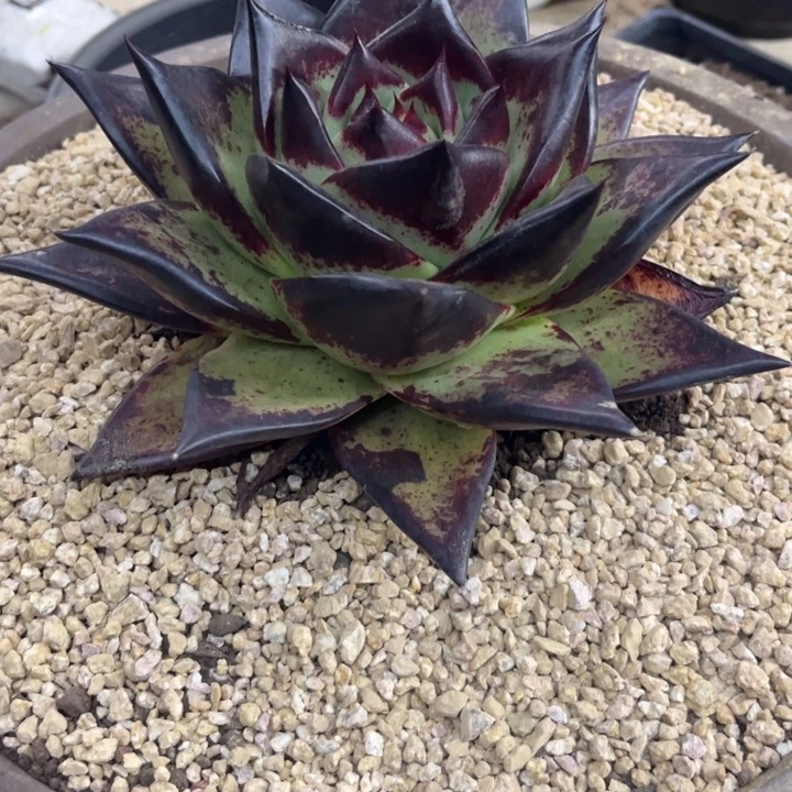 特美宽叶母本1111111