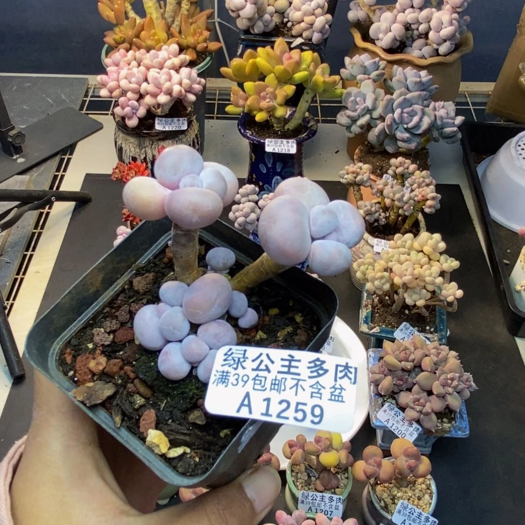 259橙奶多肉肉6c m