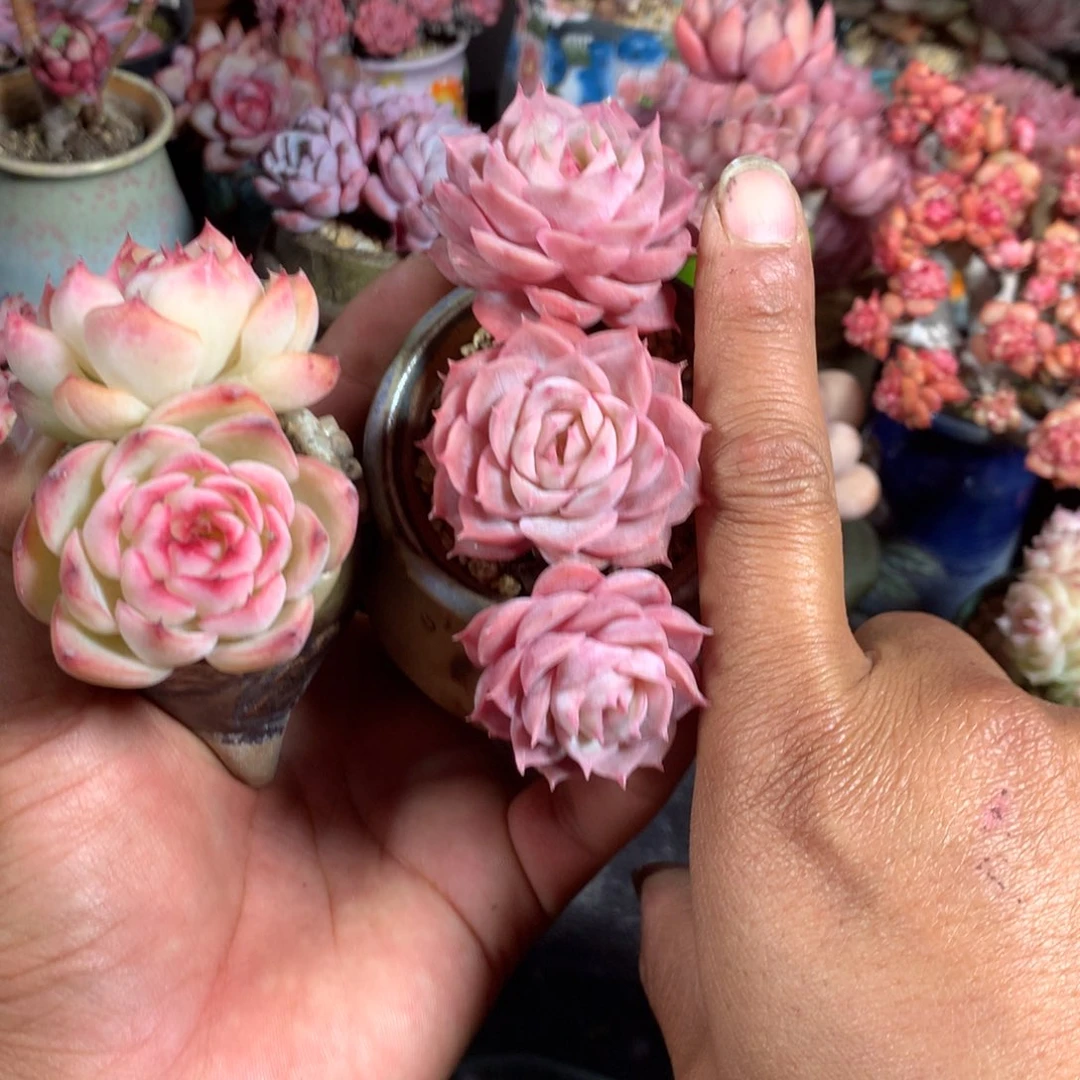 玉***金中果期较长和长且长时