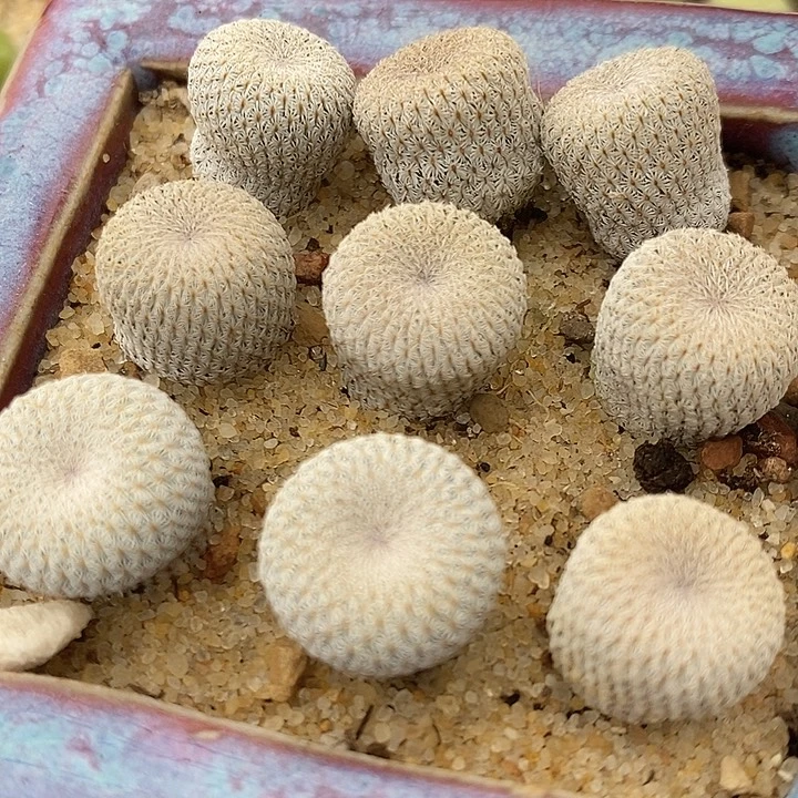 实生月世界一颗。