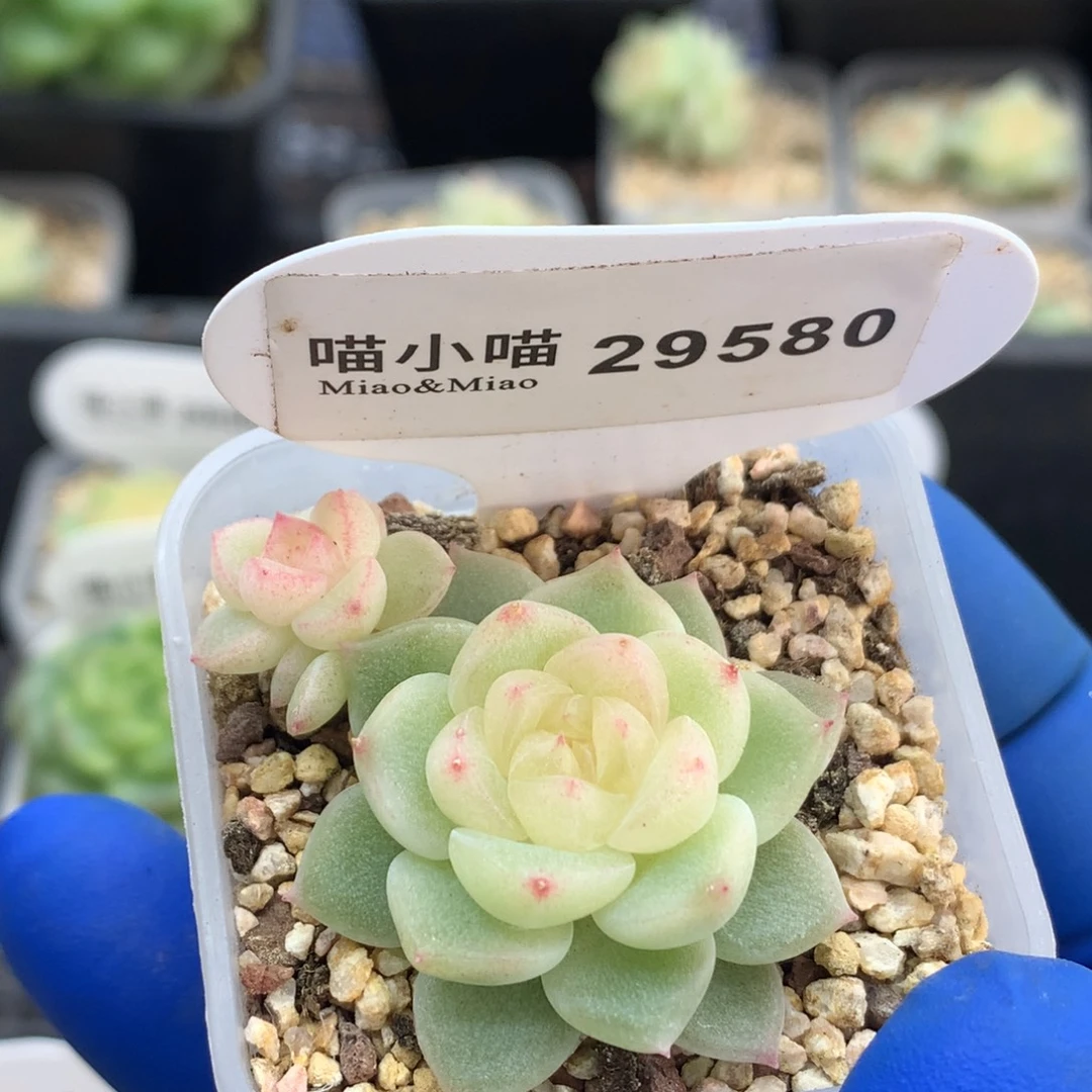 多肉植物杂交珍妮