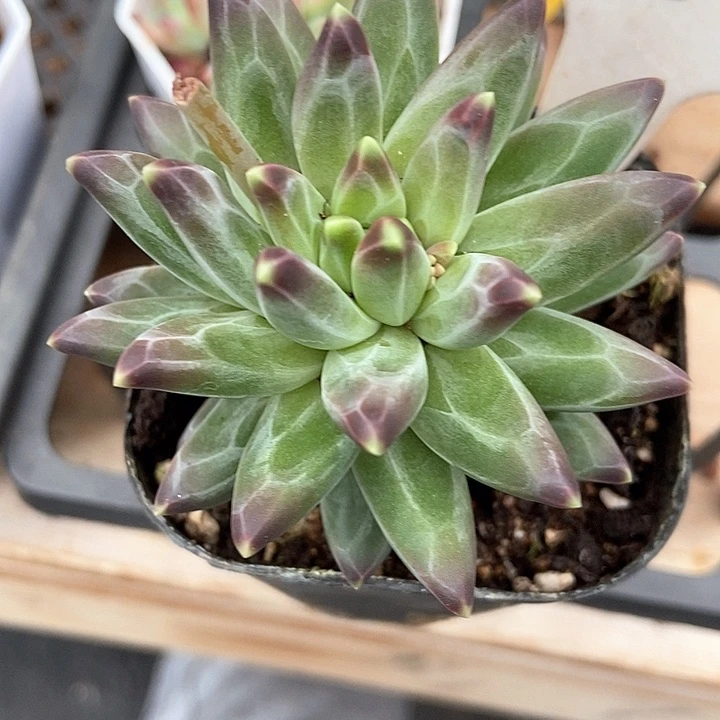 多肉植物梵高美人1051