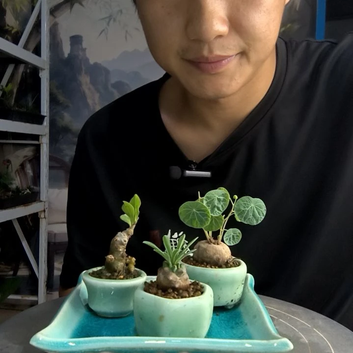 梅*格中青园艺一物一拍132