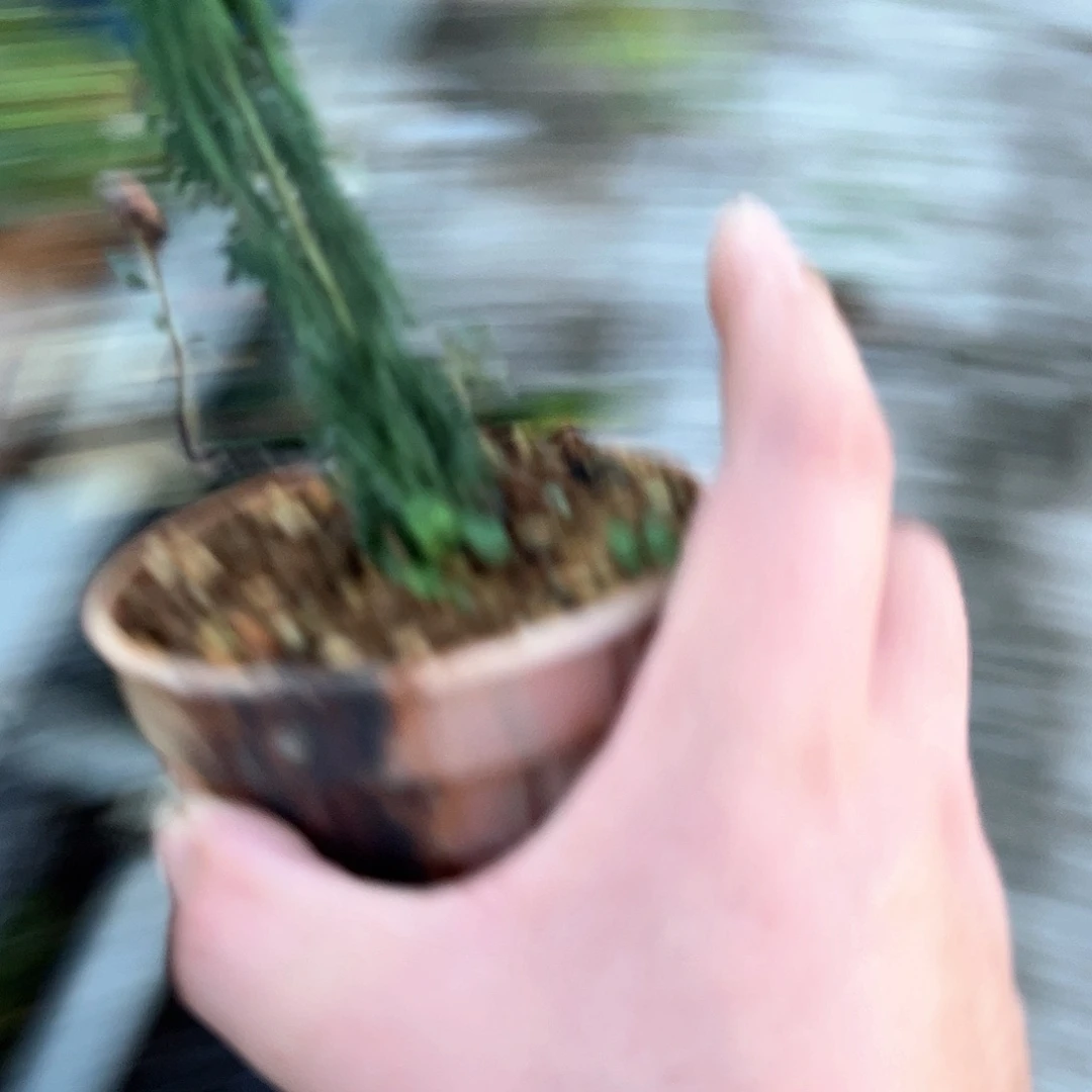 小***爸无花朵盆景不包邮