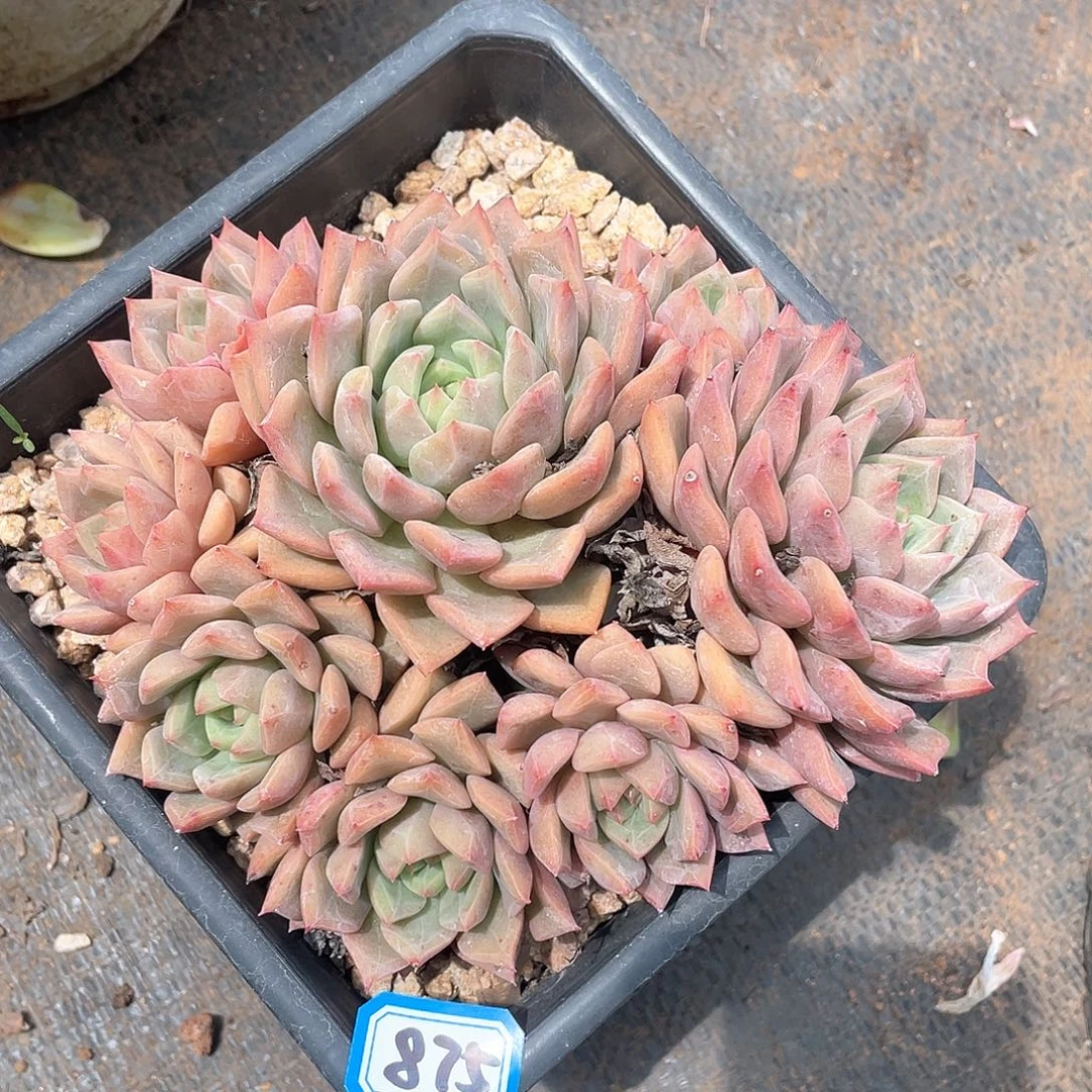 875香槟杂 一物一拍多肉