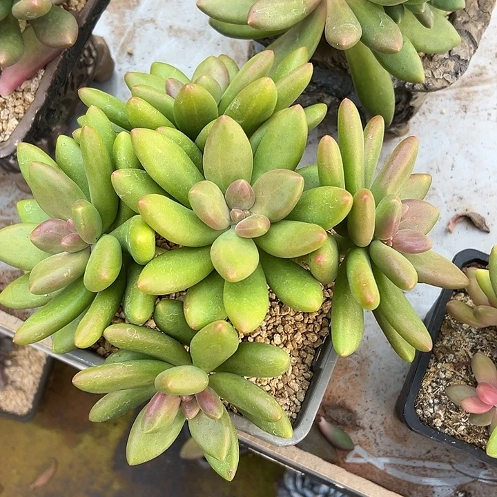 芒果果奶群生多头多肉