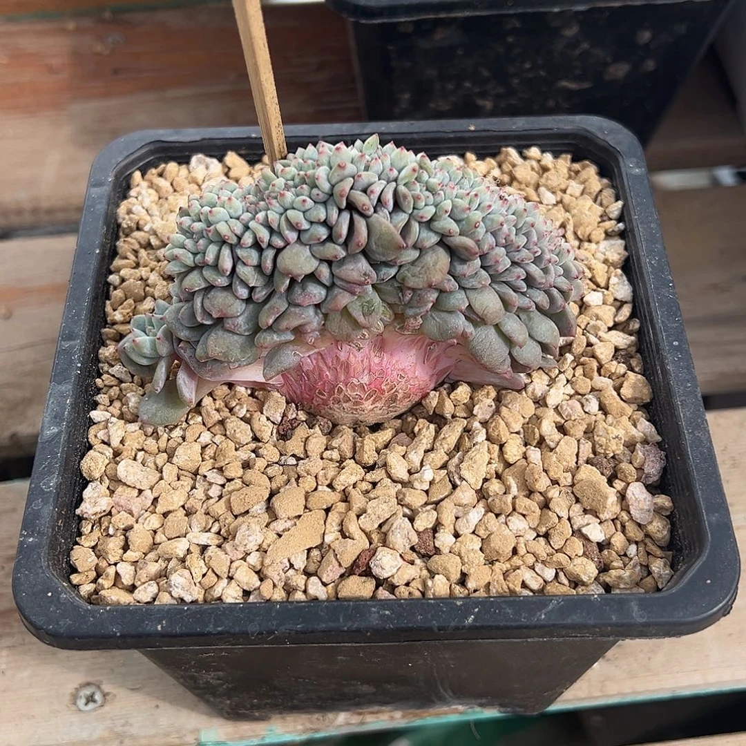 狐***、狐狸专拍石榴籽星影缀年后发货