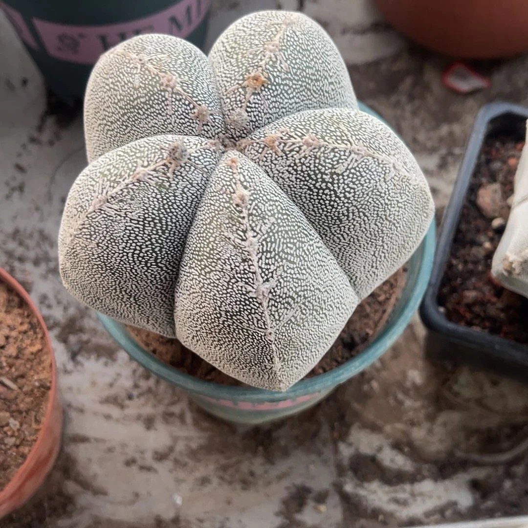 一物一拍偏远地区不包邮