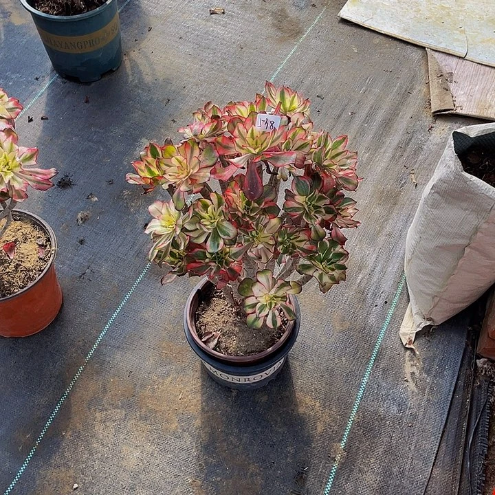 唐***架接000000000000538号