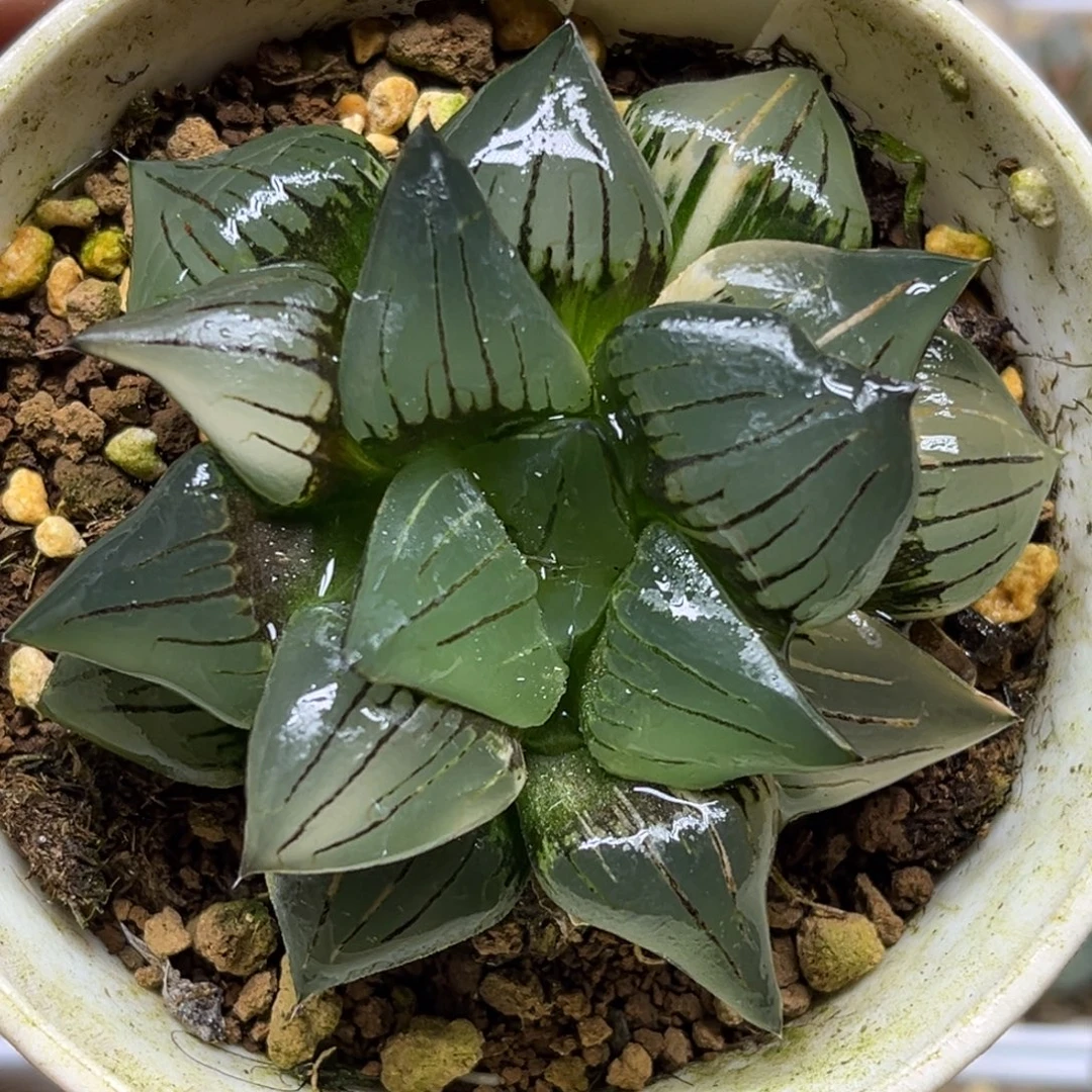 64巨大丸叶红纹寿锦福利专场