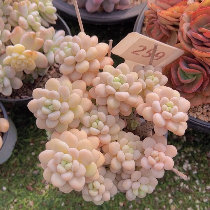 健健康康平平安安