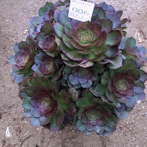 2.22-6黑魔多肉植物