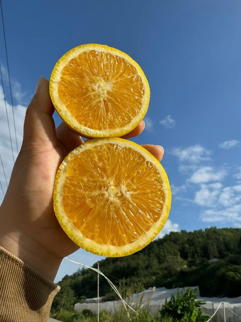 赣南脐橙寻乌县吉潭镇果园直采新鲜应当季