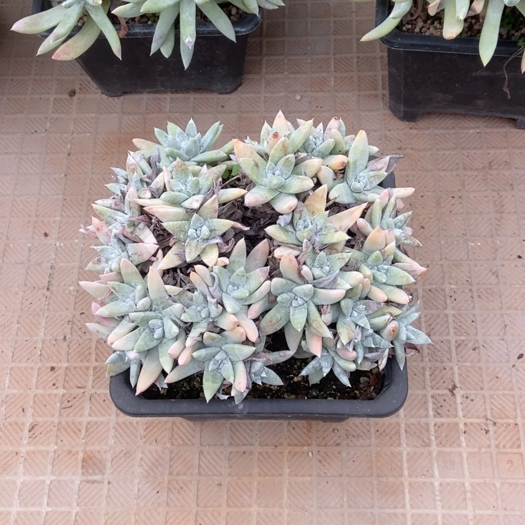 拇指杂个体多肉植物