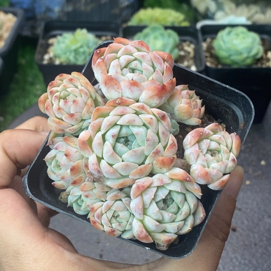 卡贝拉群生一物一拍