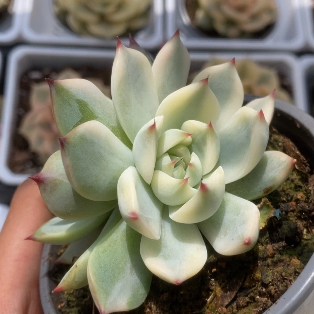 081锦锦锦锦锦锦年
