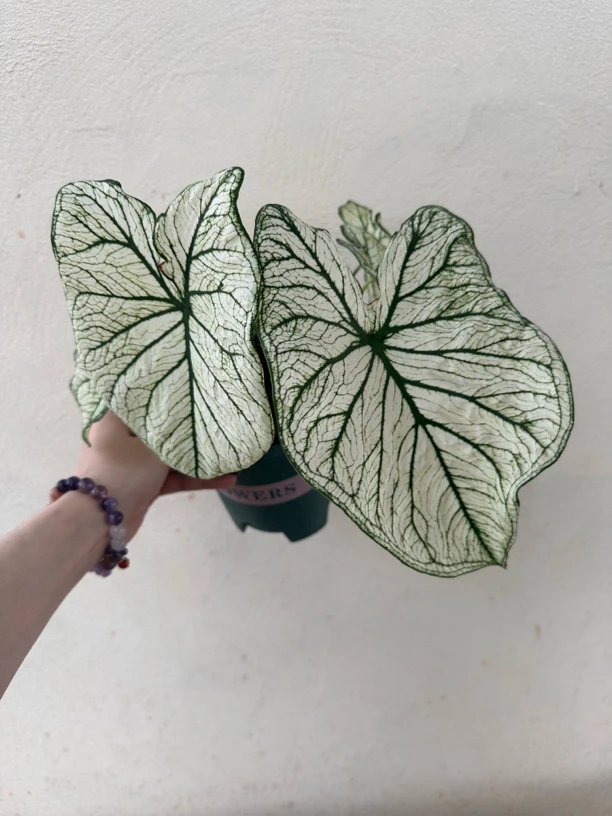 白色恋人美国荷兰种球彩叶芋弗洛里达进口球网红绿植花卉好养活