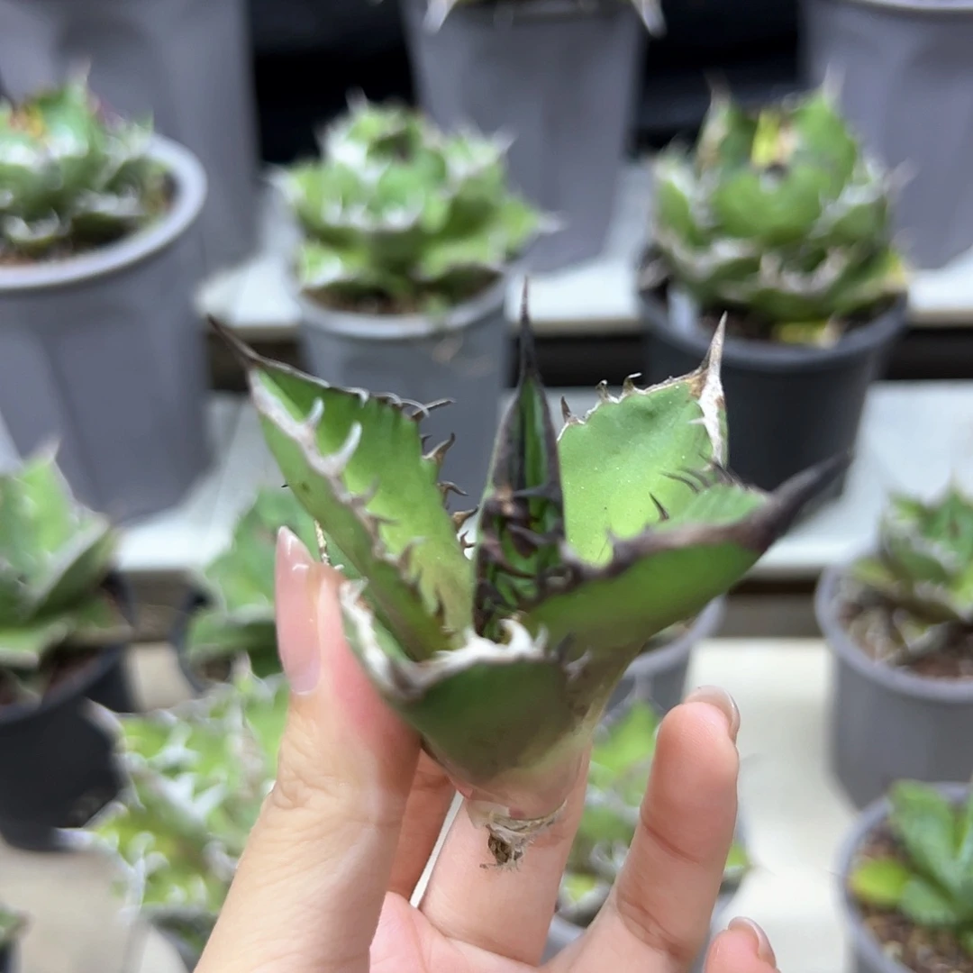 黑火焰芽一物一拍偏远不包邮