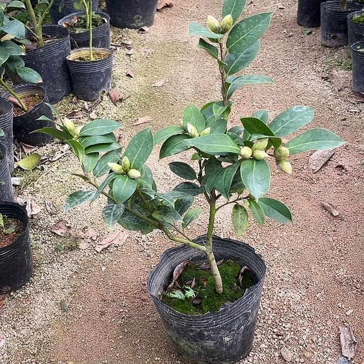 当前无花栽培后可以开花桃花公主