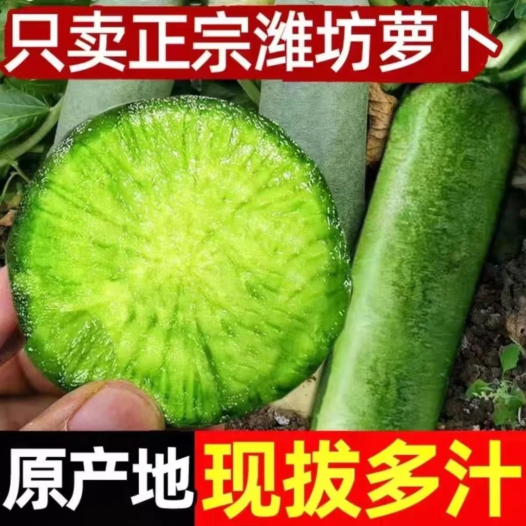 潍坊水果萝卜现挖直发清甜微辣口感爽脆多汁营养丰富