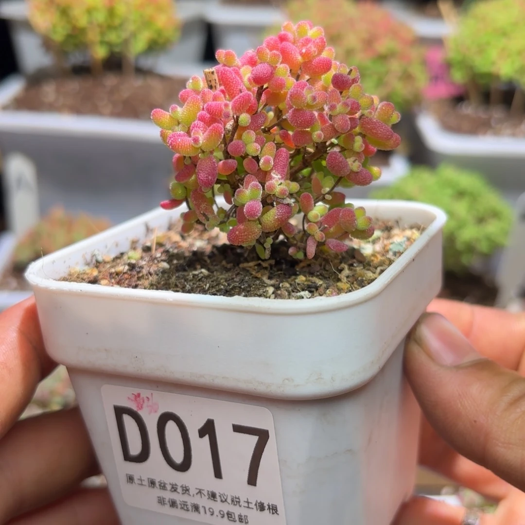 <****>枝干番杏金桔糖球D017