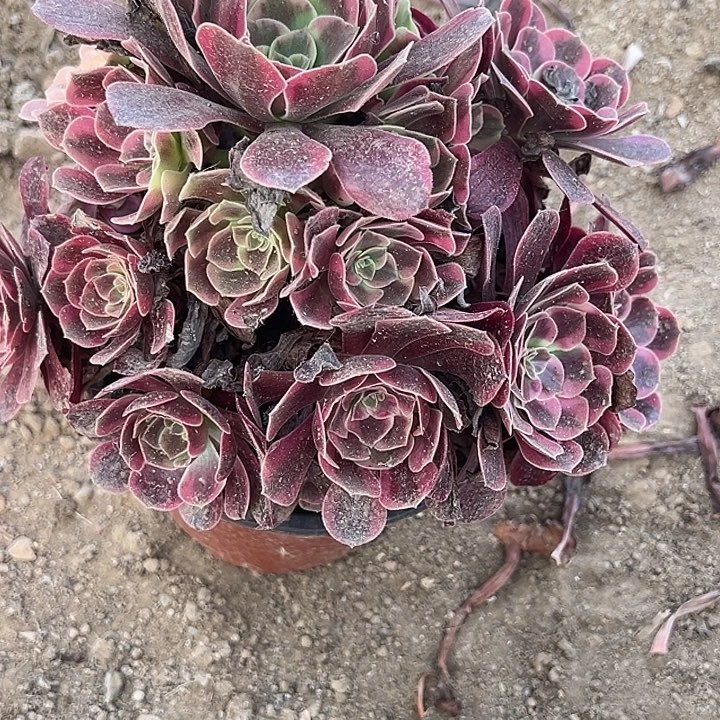 9.15.16凤冠多肉植物3