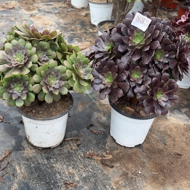 833欧紫➕万圣节包邮。