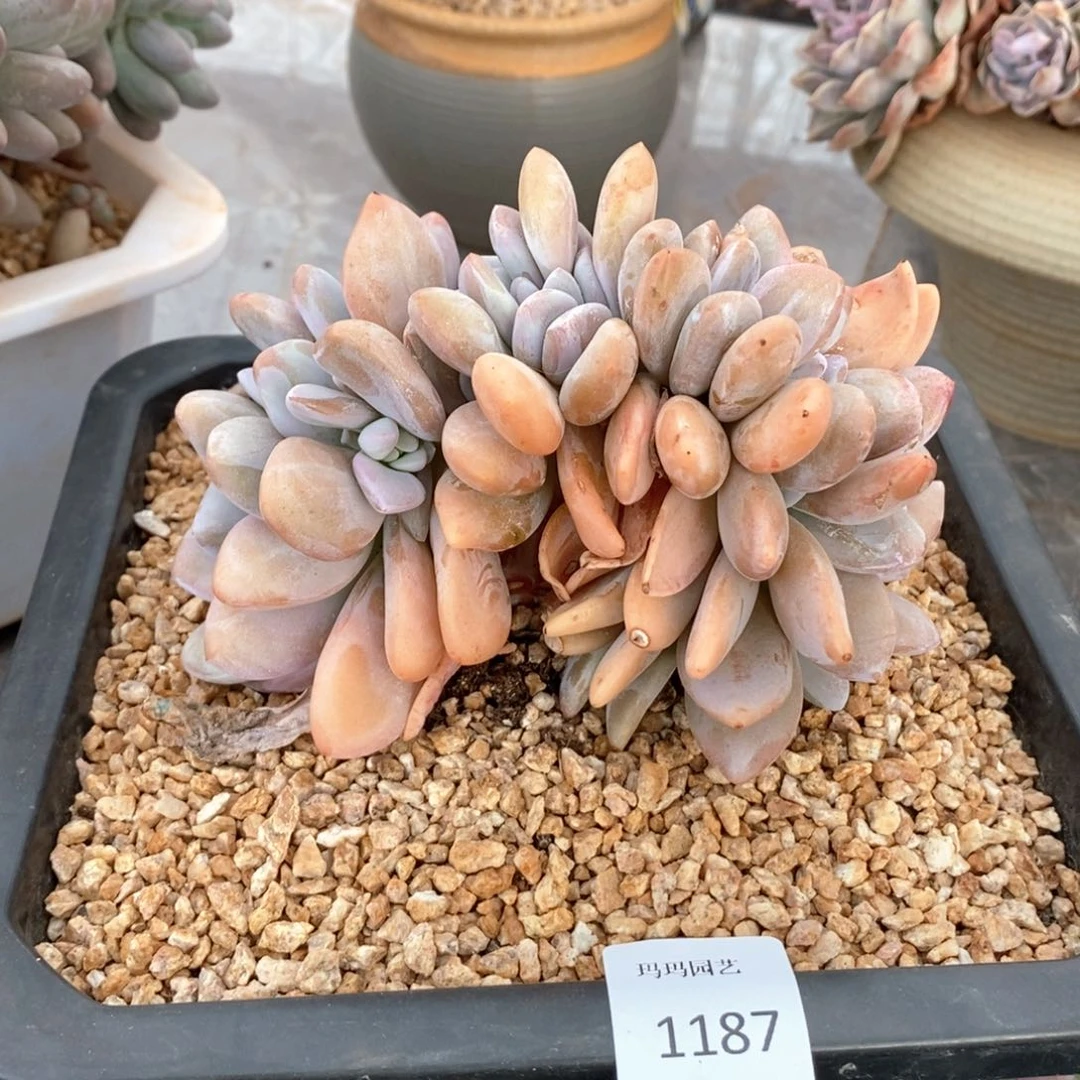 粉兔缀化多肉多肉1187