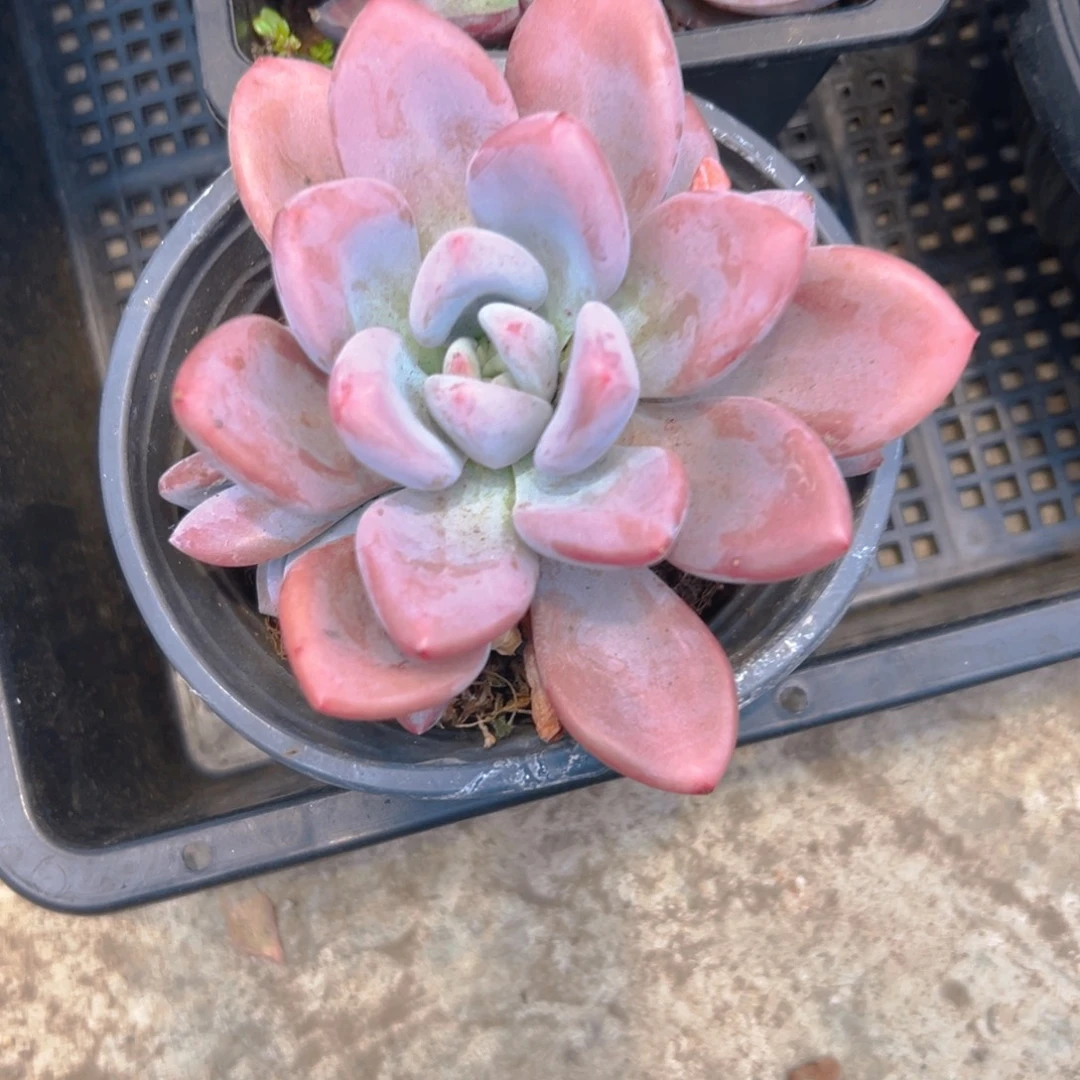 鱊***流奥普多肉3345678899776543