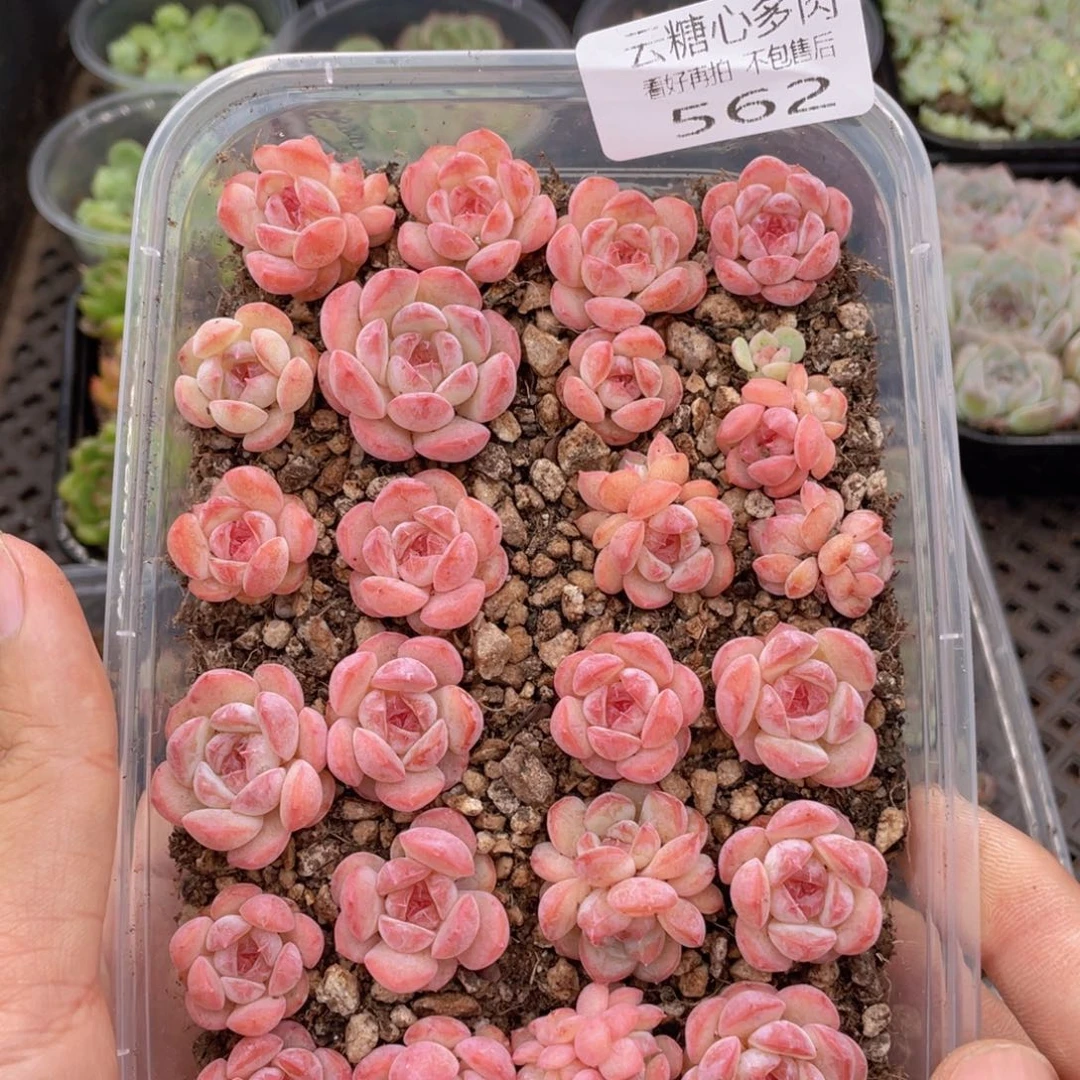 云糖心多肉植物562